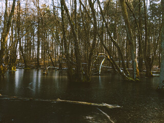 Eisflächen an einem dunklem Waldsee im Winter