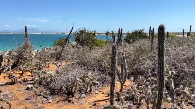 Cactuses in a dry, arid landscape under a bright blue sky on the island of Cubagua, Venezuela.