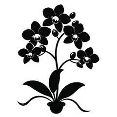 Orchid flower silhouette Black shadow of orchid Black shadow of orchid Vector On white background