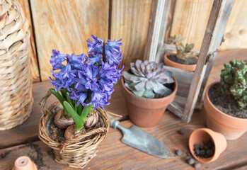 succulent plant potted and hyacinth with terracotta pots and shovel on a table on wooden background