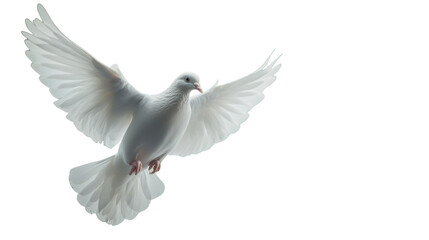 Fototapeta premium dove isolated on white