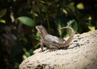 Basking Lizard