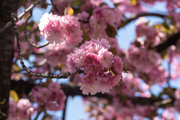 cherry flower background