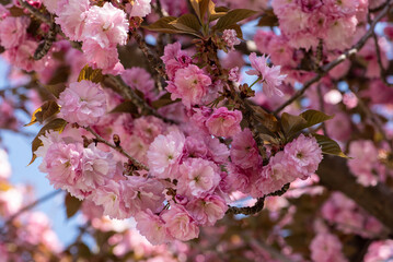 pink cherry blossoms