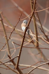 A female eastern bluebird on a bare tree branch in winter