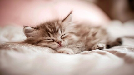 Obraz premium Fluffy Feline: The Cutest Nap Time Scene