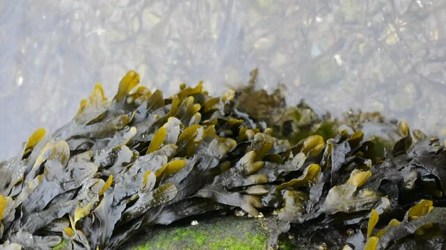 Glossy Seaweed Cluster in Shallow Water &ndash; Natural Coastal Texture; wet brown seaweed (bladderwrack) clustered at the edge of shallow water; nordic nature 