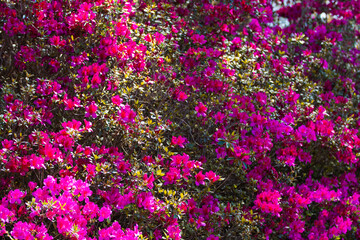 Fototapeta premium Azalea Flowers in Bloom