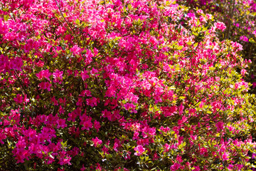 Azalea Flowers in Bloom