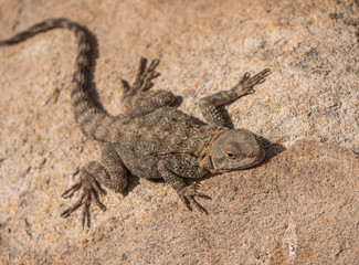 Lizard resting on a rocky surface in natural habitat