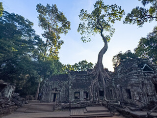Obraz premium Ta Prohm Temple with Tree at Entrance, Wide Angle View