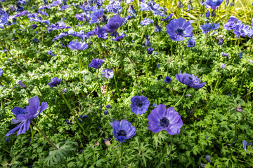 purple flowers in the garden