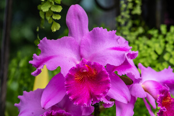 cattleya orchid flower
