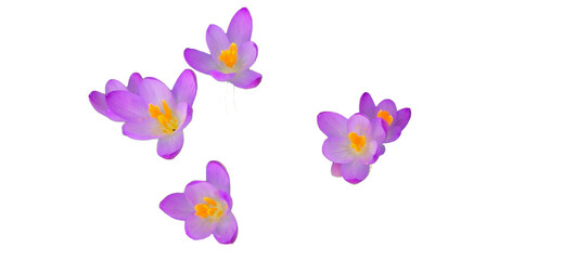 Beautiful bright purple blooming crocus isolated on white and transparent background