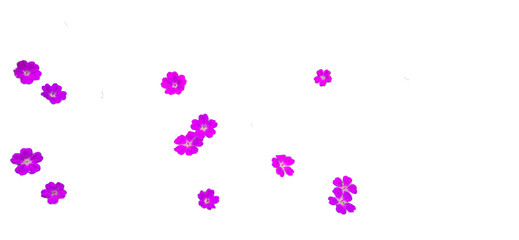 Purple flower Geranium sanguineum isolated on white and transparent background