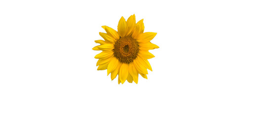 Obraz premium Sunflower isolated on white and transparent background