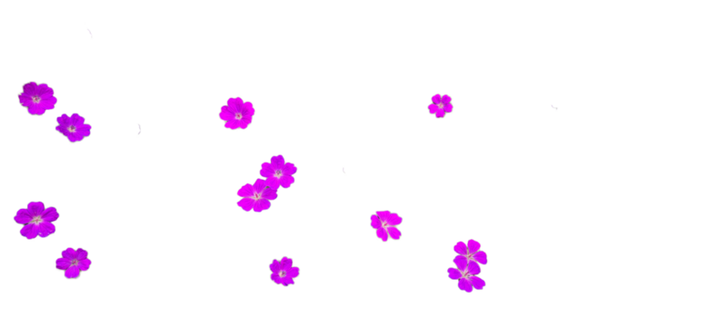 Purple flower Geranium sanguineum isolated on white and transparent background