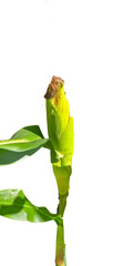 corn cobs isolated on white and transparent background