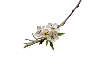 Pear blossoms isolated on white and transparent background