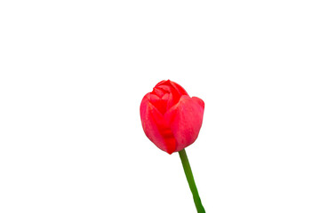 Obraz premium Flower Tulip, fancy creation on white and transparent background.