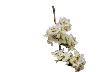 Pear blossoms isolated on white and transparent background
