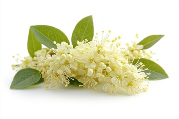 Delicate white flowers with green leaves arranged artistically on a white background showcasing nature's beauty in springtime