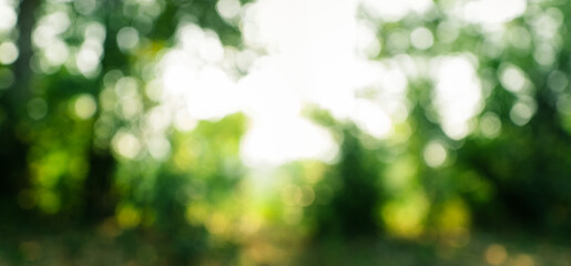 Green bokeh of forest and trees with light