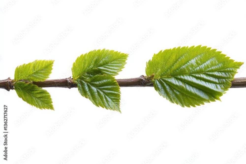 Aufkleber fresh green leaves growing on a twig captured in close-up during bright daylight in springtime