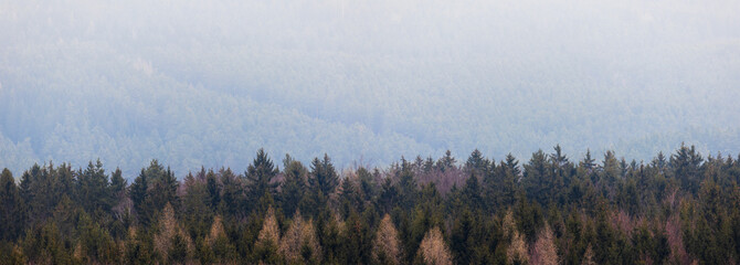 Panoramic view to coniferous trees with fog background. Simple nature, Czech landscape background