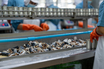 Workers process and pack pieces of fish on automated production line in a seafood canning factory, highlighting industrial food manufacturing and hygiene standards.