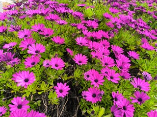 A Garden Full of Vibrant and Beautiful Flowers in Bloom