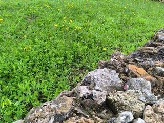 A Vibrant and Lush Garden Filled with Colorful Flowers