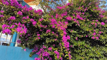 Vibrant and Colorful Flowers Filling the Garden with Life