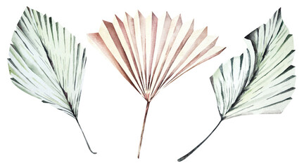 Watercolor palm leaf.Tropical plant element.Hand drawn botanical.Dry leaf element.Suitable for decorating invitation cards, wedding cards, vintage style. © joy8046