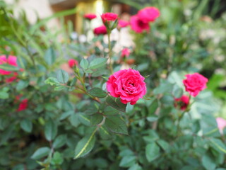 Fairy Rose blooms red or drak pink. Rosa chinensis Jacq. var. minima Voss is in the Rosaceae...