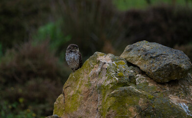 Little owl perched on a moss-covered rock in natural Sardinian habitat