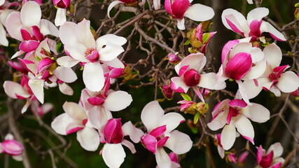 활짝 핀 자목련꽃