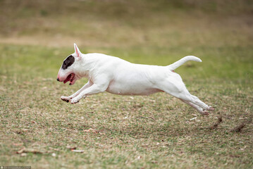 Beautiful white Miniature Bull Terrier portrait outdoors, with a blurred background. Close-up pet portrait in high quality.