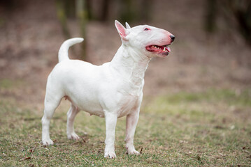 Obraz premium Beautiful white Miniature Bull Terrier portrait outdoors, with a blurred background. Close-up pet portrait in high quality.