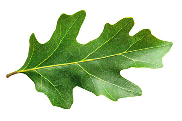 Fototapeta premium Single green oak leaf isolated on transparent background