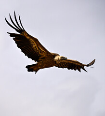 Fototapeta premium Griffon Vulture or Gyps fulvus in flight.