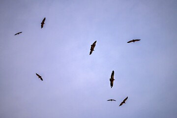 Group of Griffon Vultures or Gyps fulvus in flight.