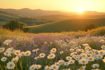 Obraz premium Sunny countryside meadow with white wildflowers and green hills