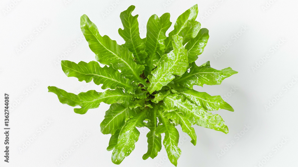 Poster realistic birds nest fern leaf on white background for botanical art and design