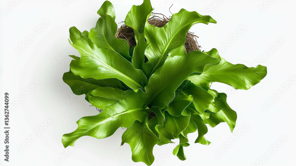 Poster close-up of lush bird's nest fern leaf on white background for nature design
