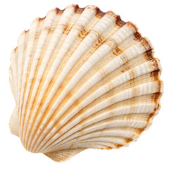 Fototapeta premium Close up of a single seashell, showing intricate details.