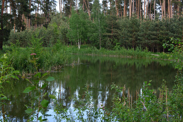 A serene pond reflecting the lush green of the surrounding forest