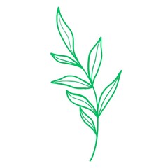 Fototapeta premium leaf