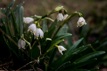  Snowdrops covered by raindrops in the mountain forests of Romania. Spring is coming