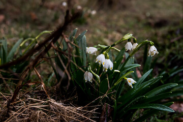  Snowdrops covered by raindrops in the mountain forests of Romania. Spring is coming